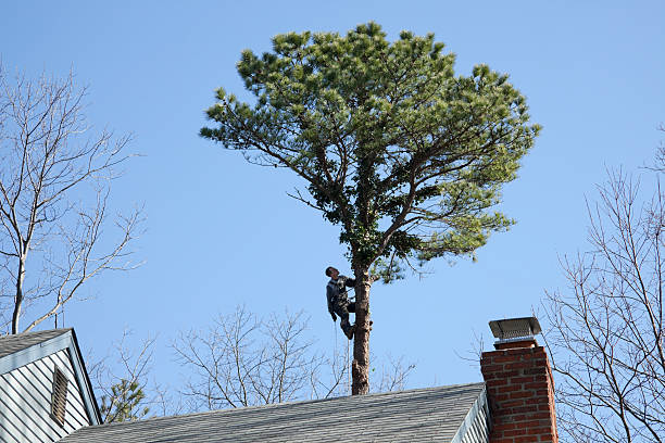 Professional Tree Services in Woodville, OH